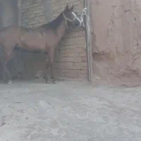 اسب|اسب و تجهیزات اسب‌سواری|قیدار, |دیوار