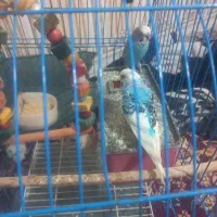 یک جفت مرغ عشق با قفس