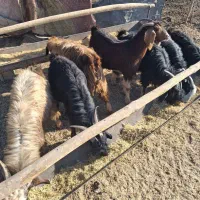 ۵ راس کهره و یک بز جوان چاق|حیوانات مزرعه|مرودشت, استادیوم|دیوار