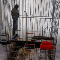 گرینچیک رام رام نر