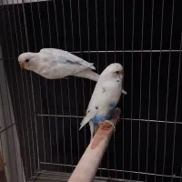 مرغ عشق  پاکستانی و هفت رنگ|پرنده|جم, |دیوار