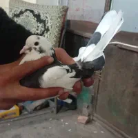 کبوتر صید شده امروز