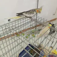 عروس هلندی سخنگو