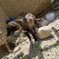 توله سگ قدریجانی