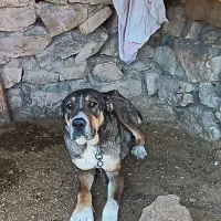 سگ  خراسانی