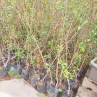 نهال فروشی مرتضی امینی|خدمات باغبانی و درختکاری|فلاورجان, |دیوار