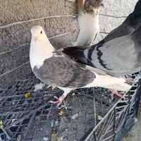 کبوتر پرشی|پرنده|لاران, |دیوار