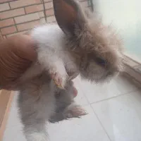 بچه خرگوش نژاد دار