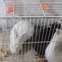 فروش 3عدد خرگوش نر و یک عدد خرگوش ماده  همگی