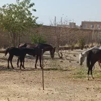 مادیان و کره اسب|اسب و تجهیزات اسب‌سواری|ماهیدشت, |دیوار