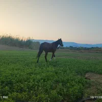اسب مادیان سه ماهه باردار