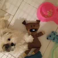 توله سگ شیتزو ۶ ماهه|سگ|تهران, جنت‌آباد مرکزی|دیوار