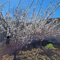 باغ واقع در دهکده توریستی امند|فروش خانه و ویلا|صوفیان, |دیوار