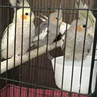 عروس هلندی.عروس هلندی نر و ماده ‌جوجه عروس