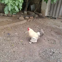 خروس برهما سرحال