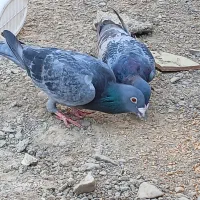 جفت کبوتر نر ماده|پرنده|زابل, |دیوار