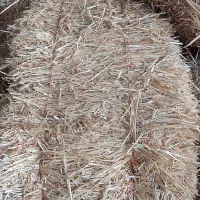 کلش گندم سر کلش