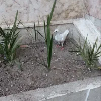 یک عدد کبوتر سفید ساده