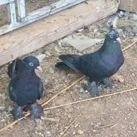 سیاه پاپر چشم نوک معاوضه با سفید پاپر