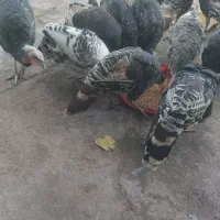 بوقلمون کاملا سرحال و سالم|پرنده|خشکبیجار, |دیوار