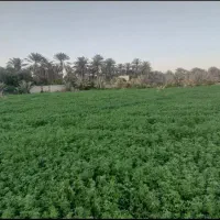 یونجه و کاه و سبوس