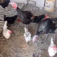 مرغ وبوقلمون