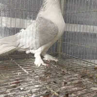 کبوتر زینتی تزئینی لاهوری الماسی|پرنده|اصفهان, سرشبادران|دیوار