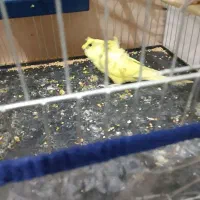 مرغ عشق پروانه ای