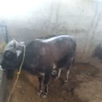 گوساله نر و ماده|حیوانات مزرعه|تهران, فرودگاه مهرآباد|دیوار