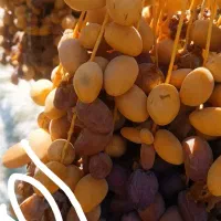 دانه درشت و تازه از نخلستان|خوردنی و آشامیدنی|شیراز, جوادیه|دیوار