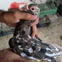 کفتر سرور|پرنده|شیراز, نصر|دیوار