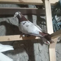 ککیلی نر چیتی مثله یاهی