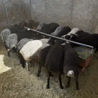 بره نروماده شیرمَست خوراک خورفروشی