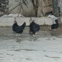 مرغ تخم گذار