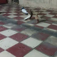 جفت سینه سرخ و زرد|پرنده|شیراز, شریف‌آباد|دیوار