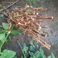 نهالستان زرشک سربیشه عناب سیوجان بیرجند