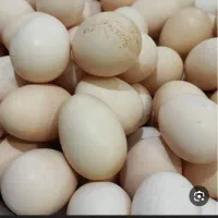 تخم مرغ خانگی