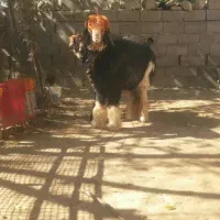 میش قوچ. بره  ترکی