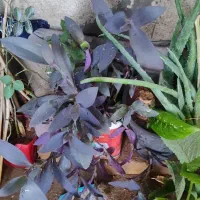 مجله|کتاب و مجله ادبی|سرپل ذهاب, |دیوار