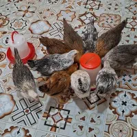 مرغ و خروس