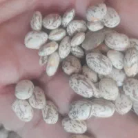 لوبیا چیتی ارگانیک