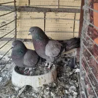 جفت سبز ملقی