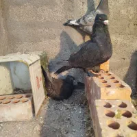 نروماده کلاغ اصل|پرنده|کرمان, |دیوار