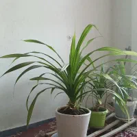 گل پاندانوس
