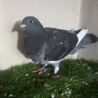 کبوتر مسافتی چاپی وانروی ۱۰۰٪خالص