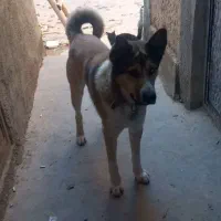 یک عدد سگ گم شده|حیوانات|بجنورد, |دیوار