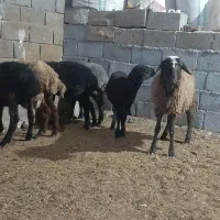 گوسفند.بره راسی ۹۸۰۰.افشار وشال|حیوانات مزرعه|صفادشت, |دیوار