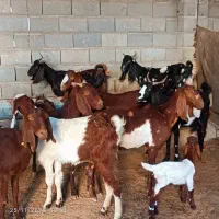 بز بزغاله دار دوقلو|حیوانات مزرعه|گنبد کاووس, |دیوار