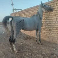اسب مادیان سواری