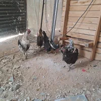 مرغ و خروس گلین اصل|حیوانات مزرعه|همایجان, |دیوار